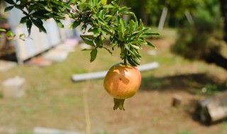 石榴树夏天可以剪枝吗（夏天可以给石榴树剪枝吗）