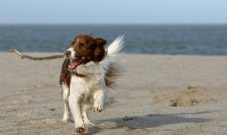 欧洲犬什么时候合出概率大（欧洲犬有人得到吗）