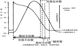 组织处于绝对不应期,其兴奋性是什么?（组织处于绝对不应期,其兴奋性( ）