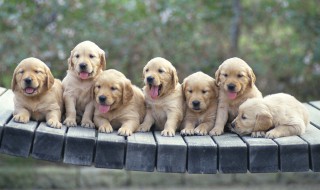 人类从动物身上学会了什么? 人类在动物身上学会了什么?