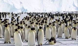 为什么人工饲养的帝企鹅比野生的寿命要长 帝企鹅介绍