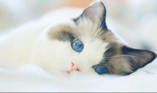 <猫>这一课的中心句在哪里? 《猫》中心句