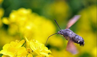 描写春天超美的比喻句 描写春天超美的比喻句子