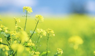 关于油菜花的唯美句子简短 关于油菜花的唯美短句 简短