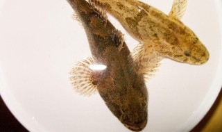 塘鳢的功效与作用（沙塘鳢的功效与作用）