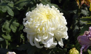 唯美菊花拍摄技巧教学 怎样拍出菊花唯美