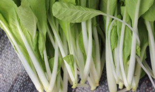 白菜卷叶死苗怎么办 白菜死苗什么原因