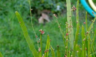 竹节蓼种植方法（竹节蓼盆栽的图片）