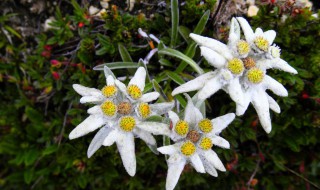 雪绒花怎么养 雪绒花怎么养在家里