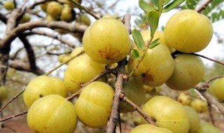 余甘果的副作用（余甘果干的功效与作用）