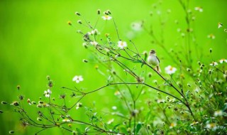 描写春天的作文初二 描写春天的作文初二600 字