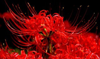 什么花的花语是救赎（什么花的花语是救赎的意思）