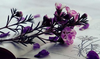 燔诗书而明法令的意思（主张燔诗书而明法令是谁）