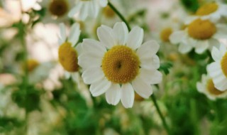 洋甘菊的花语是什么寓意 洋甘菊的花语是什么寓意和象征