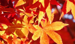 秋色的美文 秋色的美文美句