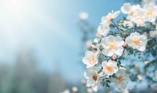 春天有哪些特征 春天有哪些特征?