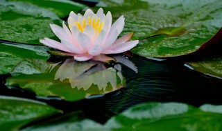 菂怎么读 菂怎么读音读