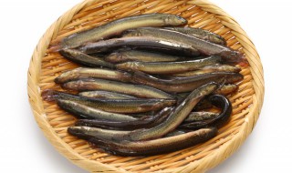 泥鳅汤做法 泥鳅汤做法大全