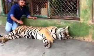 十月虎满山吼是什么意思（十月虎满山吼是苦命的意思吗?）