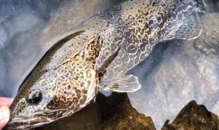 鳜鱼怎么读 鳜怎么读