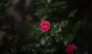 关于花与人生的唯美句子 关于花与人生的唯美句子图片