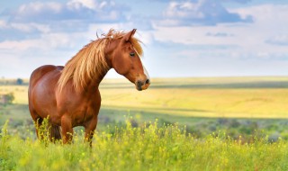 路遥知马力日久见人心的意思是什么 路遥知马力日久见人心的意思是什么25字