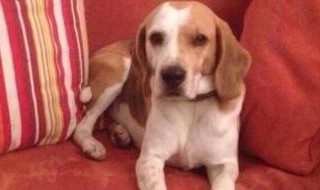 寓意平安快乐的狗狗名字 寓意平安快乐的狗狗名字大全