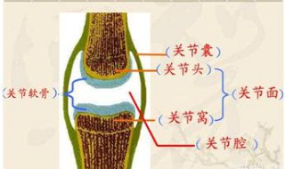 关节的基本结构 关节的基本结构和辅助结构有哪些?