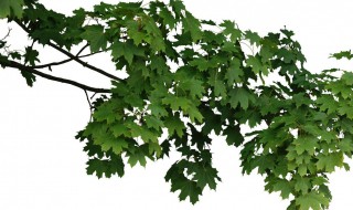 废树枝打的木片有何用（废树枝打的木片有何用）