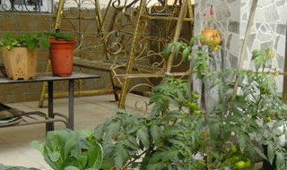 泡沫箱种菜有毒吗（泡沫箱种菜有毒吗?）