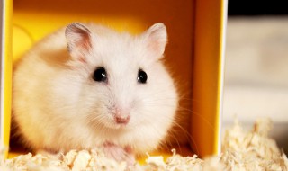 仓鼠笼子多大合适 仓鼠至少需要多大的笼子才算合适