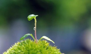 雨水节气养生短信 雨水节气话养生