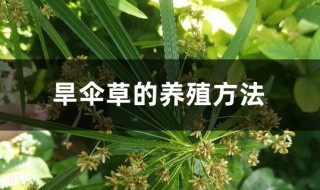 旱伞草的养殖方法 旱伞草的养殖方法和技术