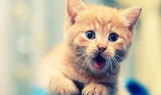 搞笑猫名字（搞笑猫名字大全）