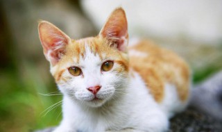 梦见猫叫是什么意思（梦见猫叫是什么意思啊）