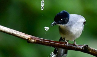 啄组词（琢组词）