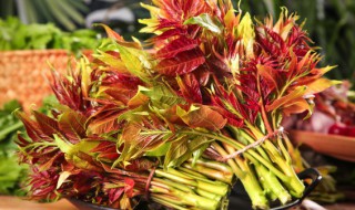 香椿芽的吃法禁忌（香椿芽的吃法禁忌）