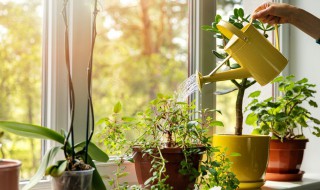 花卉养殖方法和注意的作用（室内花卉养殖方法和注意）