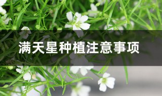 满天星种植注意事项（满天星的种植方法及时间）