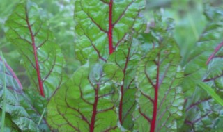 中药君达菜的功效与作用（中药君达菜的功效与作用及禁忌）