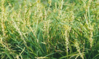 麦冬灯心草的功效与作用（麦冬加灯心草的功效与作用）