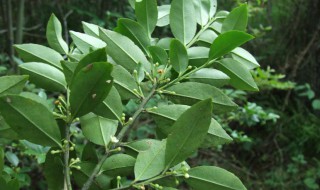 中药毛冬青的功效与作用 中药毛冬青的功效与作用及禁忌