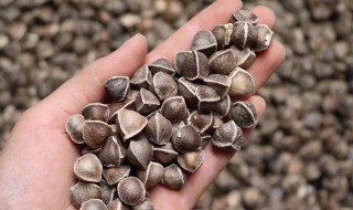 辣木籽的吃法和禁忌 辣木籽禁忌相克食物