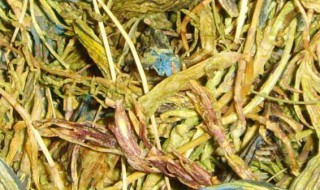 玉美人花茶的功效与作用 玉美人花茶的功效与作用