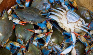 油焖河蟹的做法 油焖河蟹的做法窍门