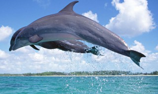 海豚英语怎么读 海豚英语怎么读turtle