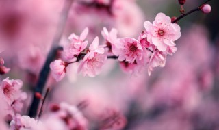 梅花的叶子像什么形状 梅花的叶子是什么形状的?