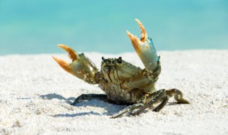 酱油河蟹的做法 酱油河蟹的做法大全