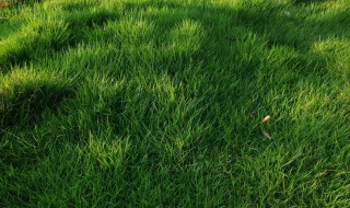 绿草如茵的意思 绿草如茵的意思和组词