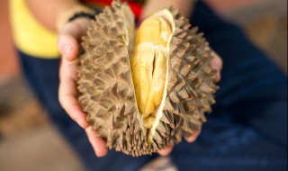 榴莲英语怎么说 榴莲英语怎么说pineapple